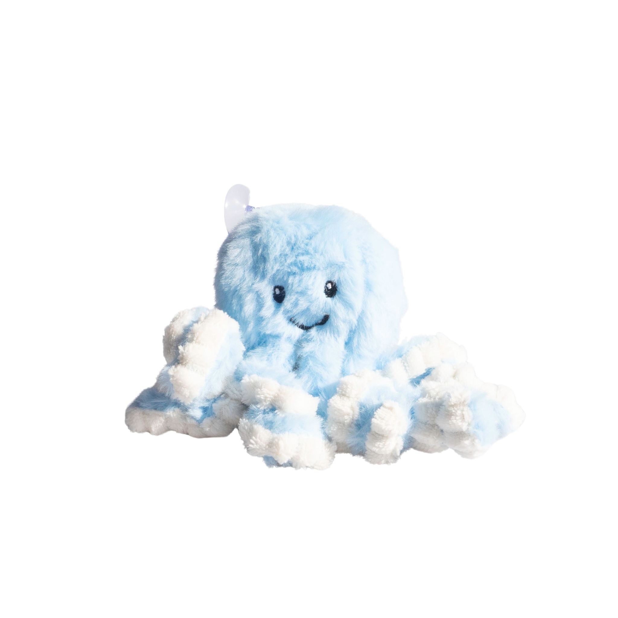 Sunny The Isolette Octopus