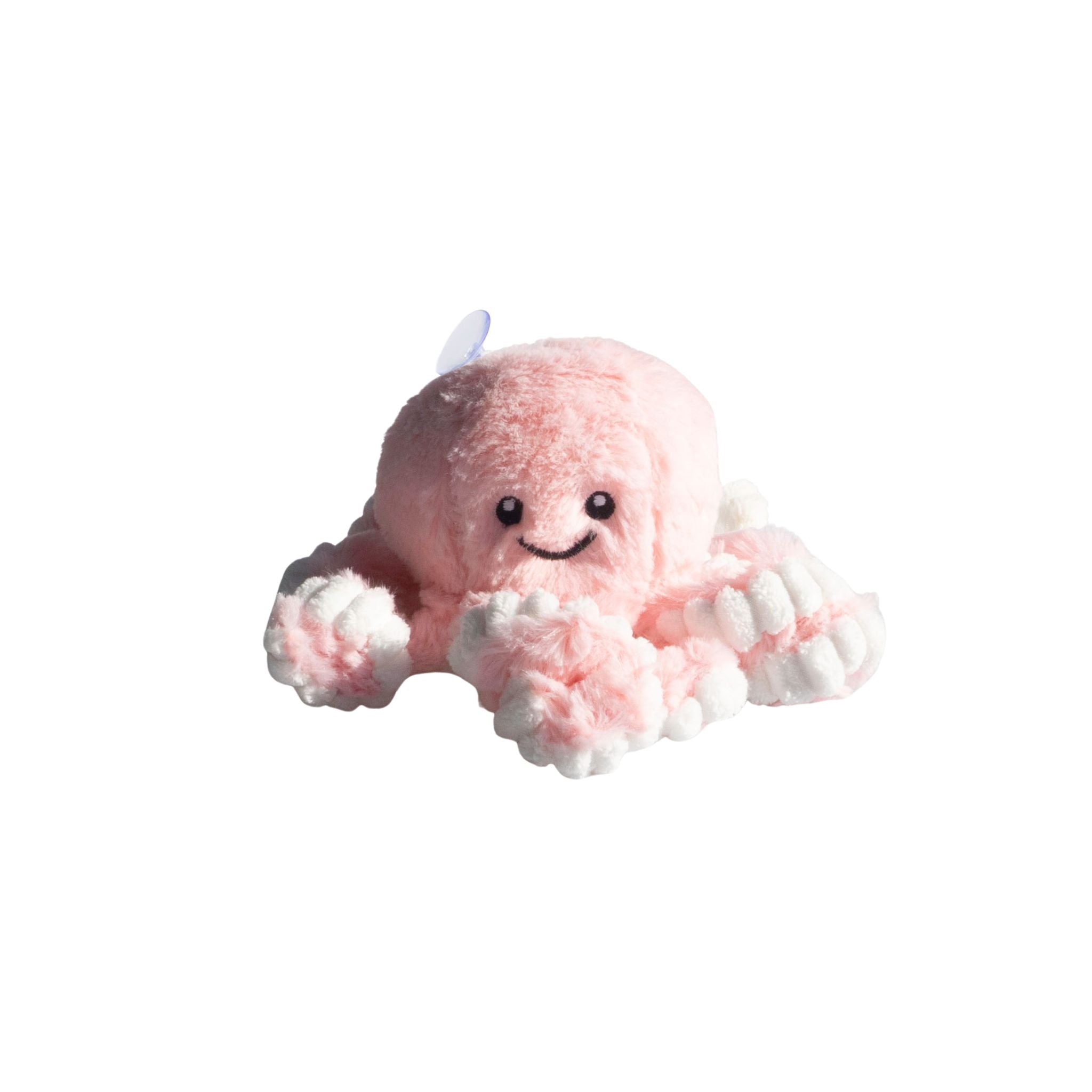 Sunny' The Isolette Octopus