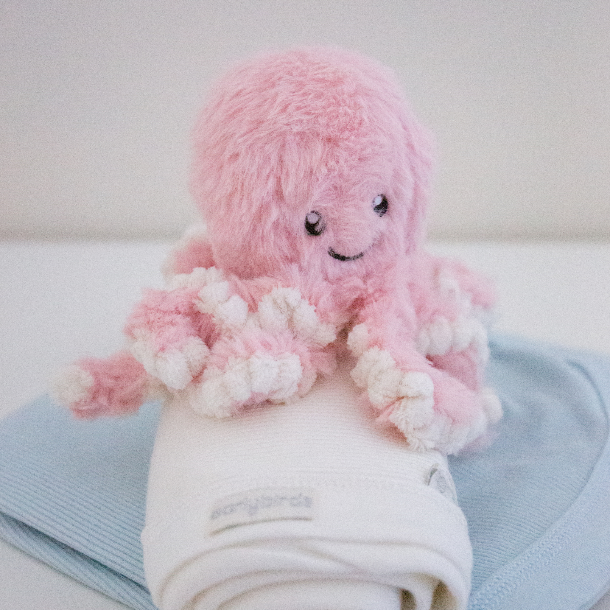 Sunny The Isolette Octopus