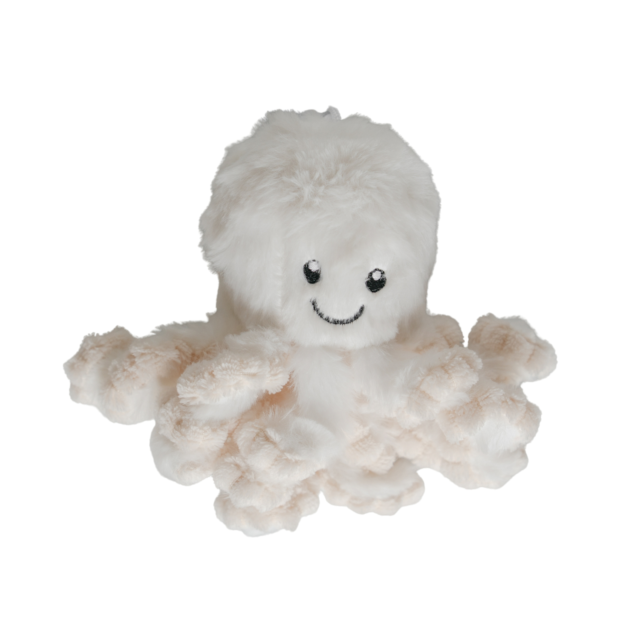 Sunny The Isolette Octopus